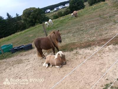 Foal 2025 pie bai silver dun