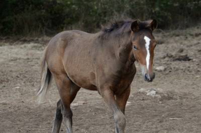  magnifique poulain new forest  de croisement