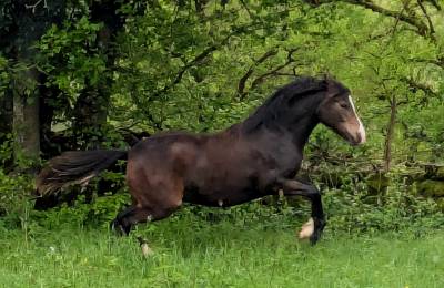 Veulen (vr) new forest te koop 2024 bruin / bai ,  othello de rocamadour