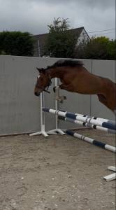 Poney pie