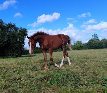 Colt French Saddle Pony For sale 2025 Liver chestnut