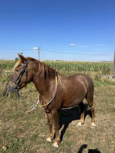 Castrone altre razze di pony in vendita 2014 sauro