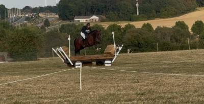 Castrone bwp cavallo da sangue belgio in vendita 2020 baio , quatoon de muze