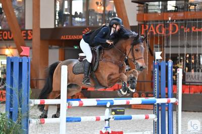 Gelding French Saddle Pony For sale 2013 Bay