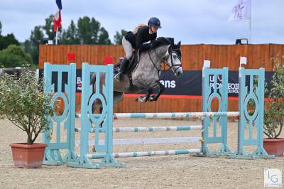 Mare French Saddle Pony For sale 2020 Grey