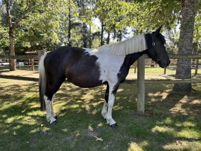 Super ponette club loisirs 