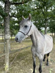 Cavalla origine non constatata in vendita 2019 grigio
