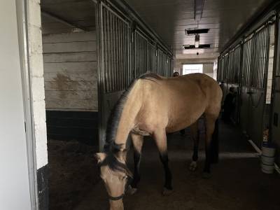 Prachtige andalousian buckskin mare te koop