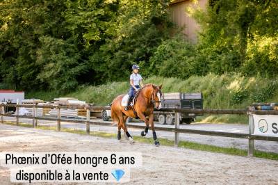 Caballo castrado Lusitano En venta 2019 Alazán por EROS 