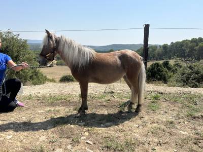 Mare No Origin Recorded For sale 2021 Other color