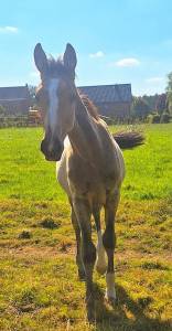 Poulain isabelle