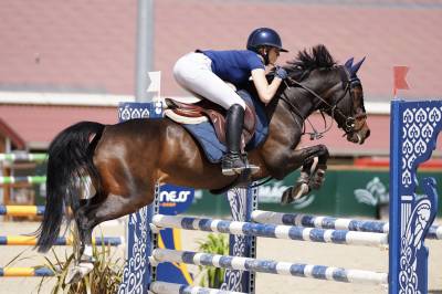 Yegua poni de silla alemán, deutsches reitpony en venta 2015 bayo moreno
