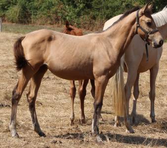 Potranca silla francés en venta 2025 isabelo