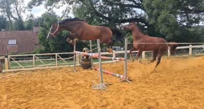 Orphée superbe jument de 6ans ?