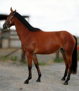 Yegua sbs caballo de deporte belga en venta 2022 bayo por sambuca jw van't meulenhof