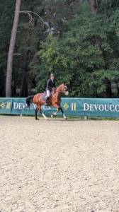 Gelding Welsh Part Bred For sale 2021 Bay