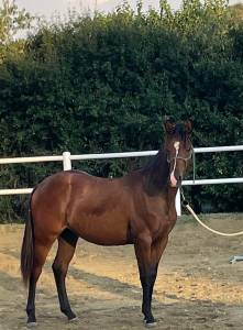 Vendo quarter horse