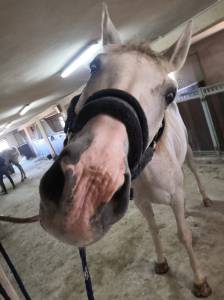 Buen caballo para buen jinete