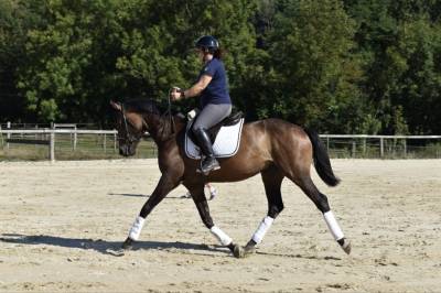 Castrone cavallo da sport swizzero in vendita 2021 baio ,  morricone