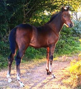 Foal 