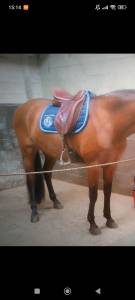 Selle de dressage wow