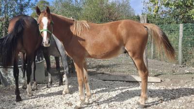 Puledro pfs pony francese da sella in vendita 2025 isabella ,  king kong star d'été