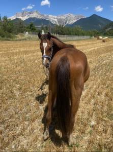 Entire Welsh Part Bred For sale 2023 Bay