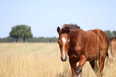 Poulain foal sf par consult dl vie
