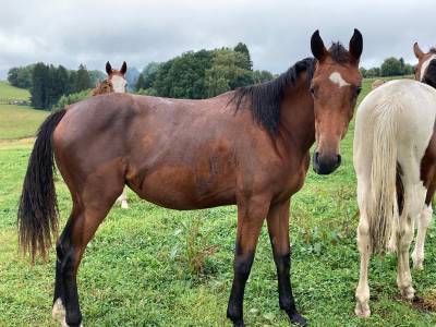 Pouliche zangersheide à valoriser 