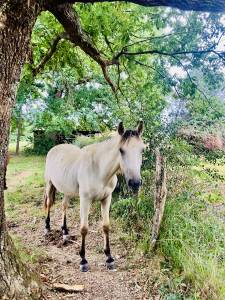 Mare Connemara For sale 2024 Buckskin