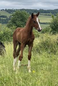 Superbe foal katoki de riverland x kannan 