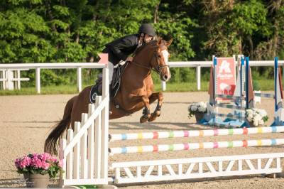 Mare French Saddle Pony For sale 2020 Liver chestnut