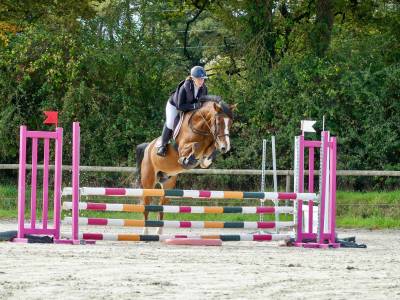 Castrone new forest in vendita 2020 baio