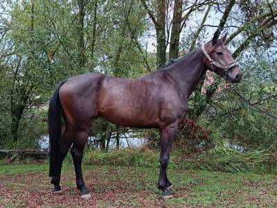 Hongre de 4 ans par grandorado tn