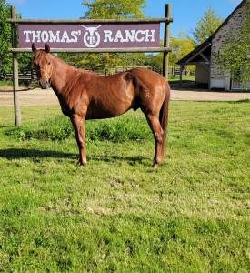 – cheval quarter horse keywest du tr –