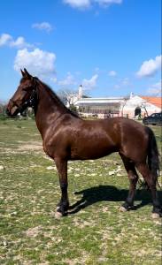 Cavalla kwpn x frisone 
