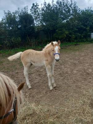A vendre poulain haflinger