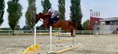 Cavallo castrone francese del 2017