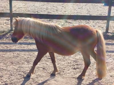 2 braves poneys shetlands a vendre