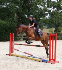 Vends poney de selle francais 1.54m