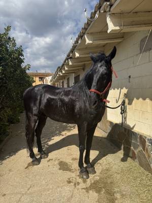 Cesión parcial, compartir caballo de raza menorquina