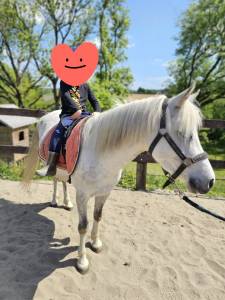 Poney welsh/pur sang arabe 