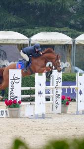 Cavallo italiano da salto
