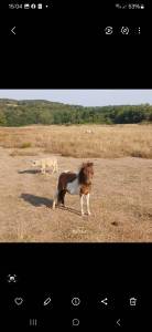 Entire Origin Recorded For sale 2024 Coloured