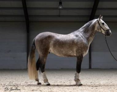 Caballo castrado PRE Pura Raza Española En venta 2018 Tordo