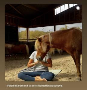 Gelding Shetland Pony For sale 2014 Silver dapple