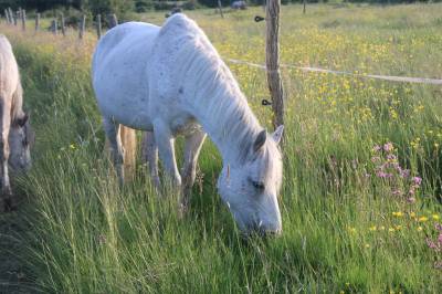 Broodmare New Forest For sale 2009 Grey