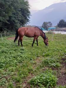 Paint horse 13 anni