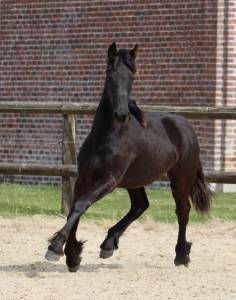Fleury blacknight mgc pouliche frisonne  à vendre 1 an