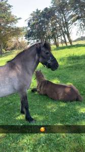 Mare Highland  For sale 2003 Light chestnut